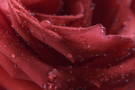 red rose flower covered with water dropletsの写真素材