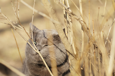 grey cat sniffs grass outdoorsの写真素材