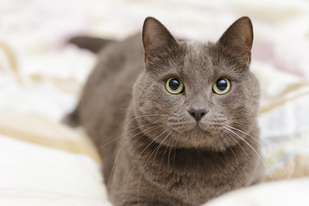 grey cat lying in bed, playfull moodの写真素材