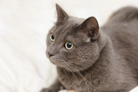 grey cat lying in bed, playfull moodの写真素材