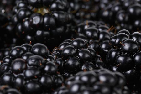 freshly picked organic blackberriesの写真素材