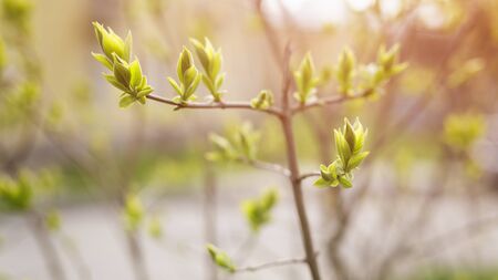 closeup lilac buds in spring, sunny photoの写真素材