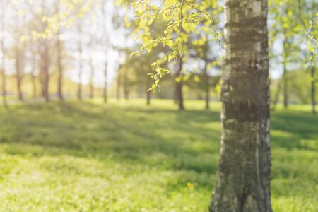 low angle show in park with long shadowsの写真素材