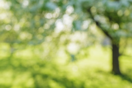 defocused bokeh background of apple garden with blossoming trees  in sunny day