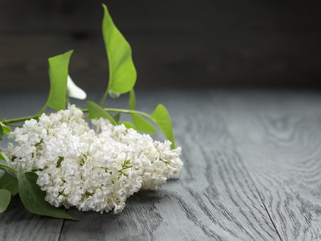 white lilac flower on old oak table