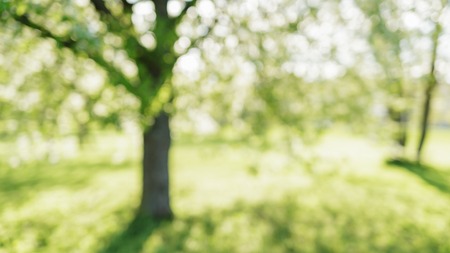 defocused bokeh background of apple garden with blossoming trees  in sunny day, backdrop