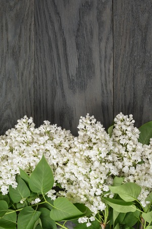 white lilac flower on old oak table top view with copy space, flower backgroundの写真素材