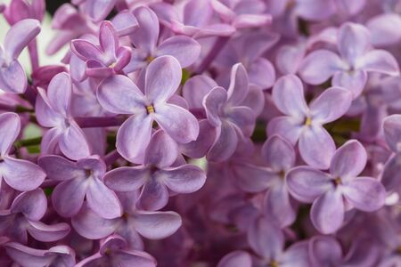 macro photo of purple lilac flowers, shallow focusの写真素材