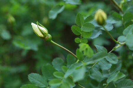 briar bush with buds ready to bloom, shallow dofの写真素材