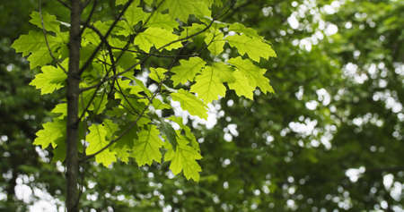 young oak leaves in summer day, shallow dofの写真素材