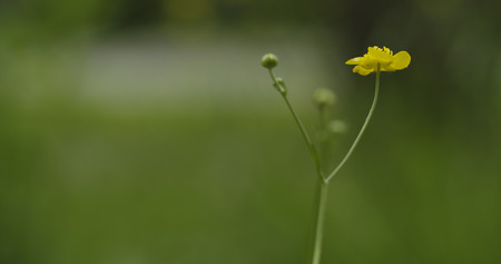 meadow with buttercup, close up summer photoの写真素材