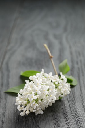 white lilac flower on old oak table, summer rustic flowersの写真素材