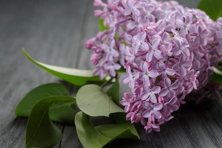 purple lilac flower on old oak table, summer rustic flowersの写真素材