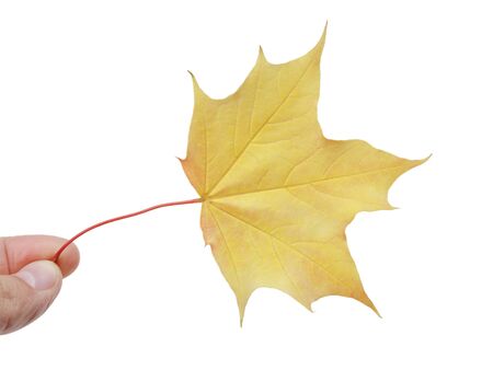 yellow maple leaf isolated on white backgroundの写真素材