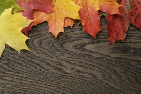 autumn leaves directly from above, vintage toned photoの写真素材