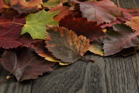 autumn hawthorn leaves on old table, vintage toned photoの写真素材