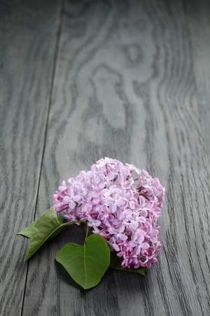 purple lilac flower on old oak table, summer rustic flowersの写真素材