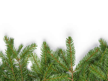 fir branches border on white background, good for christmas backdropの写真素材