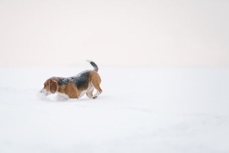 beagle dog outdoor running in snow, shallow focusの写真素材