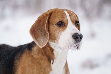 beagle dog outdoor portrait in winter, shallow focusの写真素材