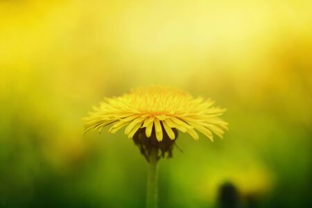 close up yellow dandelion in summer, vintage tonedの写真素材