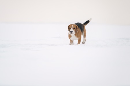 beagle dog outdoor running in snow, shallow focusの写真素材