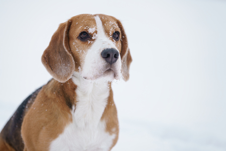 beagle dog outdoor portrait in winter, shallow focusの写真素材