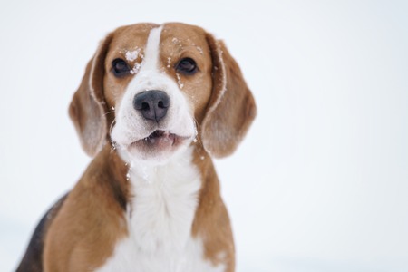 beagle dog outdoor funny portrait in winter, shallow focusの写真素材