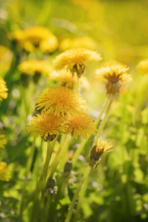 close up yellow dandelionsin summer, vintage tonedの写真素材