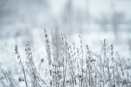 wild grass frozen and covered with snow, winter landscapeの写真素材