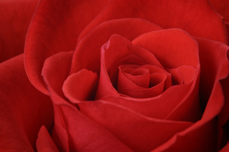 bright red rose close up shot, shallow focusの写真素材
