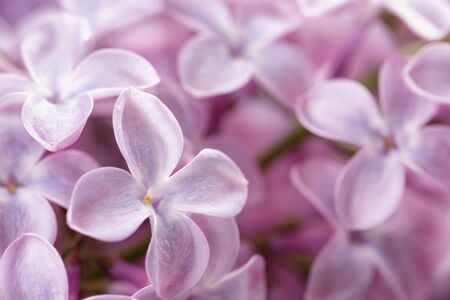 lilac flowers macro photo, shallow depth of fieldの写真素材