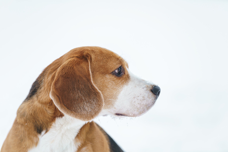sad beagle dog outdoor portrait walking in snow, shallow focusの写真素材