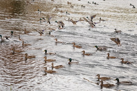 many ducks swimming in lake or pond, cloudy weatherの写真素材