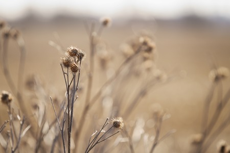 dry bur grass on rural field in early spring, shallow focusの写真素材