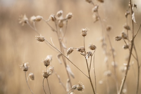 dry bur grass on rural field in early spring, shallow focusの写真素材