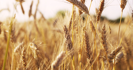 ears of wheat at warm summer sunset light, 4k photoの写真素材