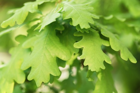 young oak leaves in spring sunny day, shallow focusの写真素材