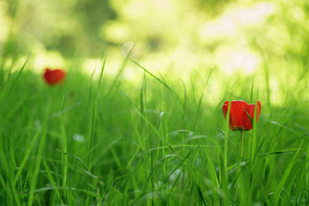 two red tulips in green spring grass, focus on grassの写真素材