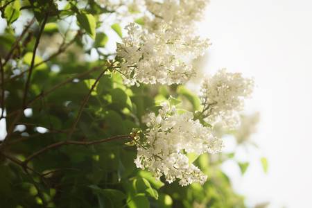white lilac flowers in warm evening light, shallow focusの写真素材