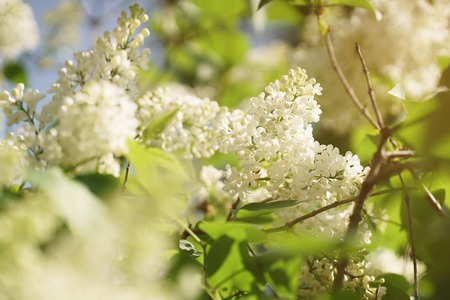 white lilac flowers in warm evening light, shallow focusの写真素材
