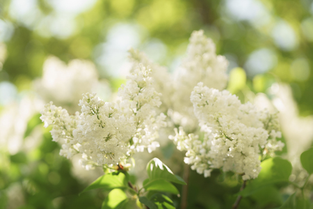 white lilac flowers in warm evening light, shallow focusの写真素材