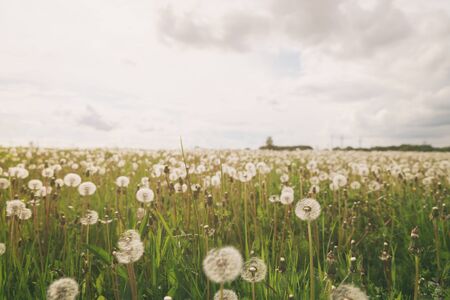 white dandelions on rural field in sunny day, vintage toned photoの写真素材