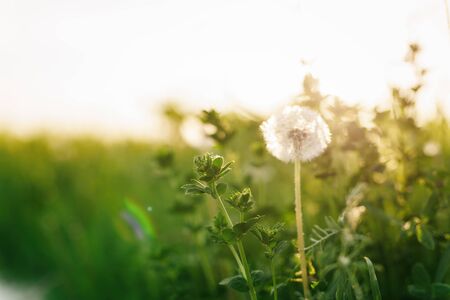 white dandelions on rural field in sunny day, vintage toned photoの写真素材