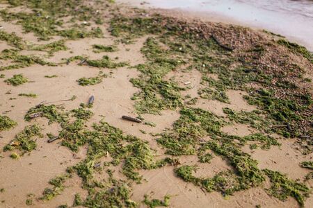 green seaweed on sand on sea shore, closeup photoの写真素材
