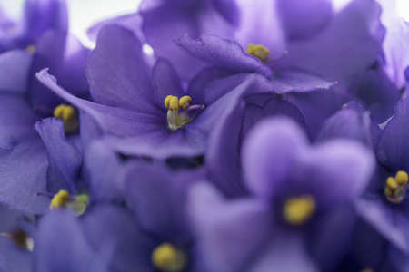 close up photo of beautiful violet viola flower, shallow focusの写真素材