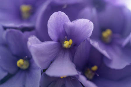 close up photo of beautiful violet viola flower, shallow focusの写真素材