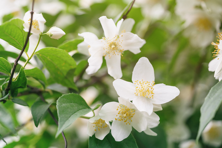 close up photo of beautiful jasmine blossom in evening sunset light, shallow depth of fieldの写真素材
