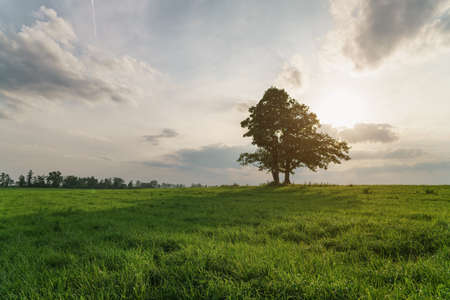 oak and maple grow together on green field in sunset lightの写真素材