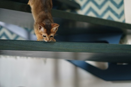 abyssinian kitten playing on stairs, shallow focusの写真素材